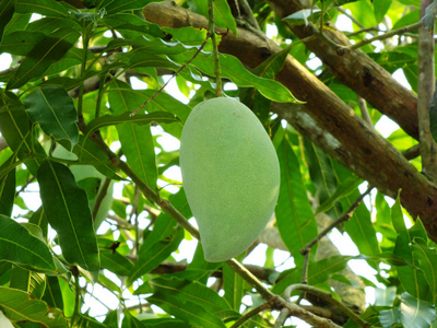 泰国树上的绿色芒果