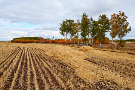 收割后的小麦田。田地是用于农业目的的土地，如种植作物。