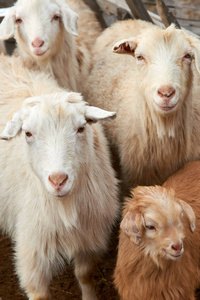 山羊。家山羊Capraaegagrushircus。家山羊是一种山羊的亚种，由亚洲西南部和东欧的野生山羊驯化而来。山羊是牛科