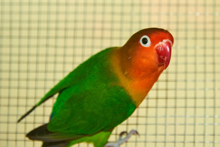 s lovebird Agapornis fischeri. The Fischer39