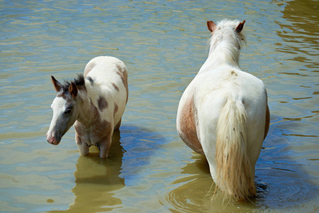 马在池塘上。马是马的两个现存的亚种之一。它是有蹄类哺乳动物，属于分类科。