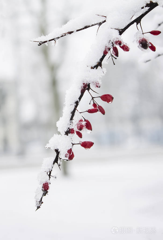 在寒冷的雪天，红色的巴宝莉随着雪融化后的滴冻结