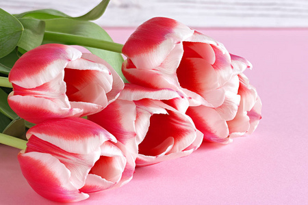 粉红色背景红色郁金香与白色边界