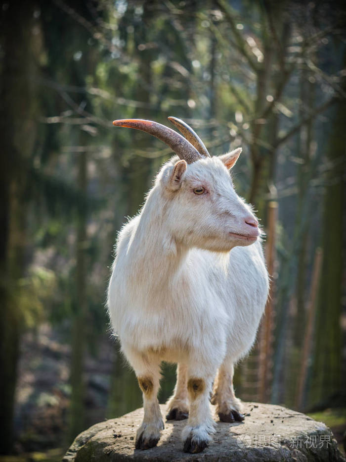 站在岩石上的雄性白山羊