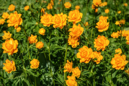 橙花草甸金莲胭脂