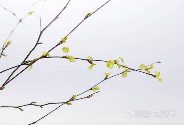 春天树的分支在白色背景上孤立的一根树枝上芽