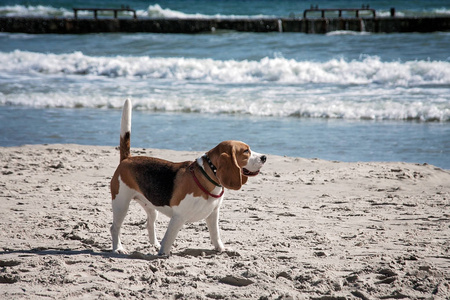 狗猎犬海