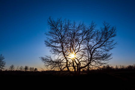 夕阳下一片枯干的树影