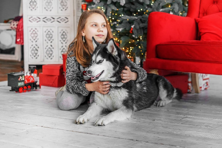 可爱的儿童女孩在圣诞节的内部与一只哈士奇狗。