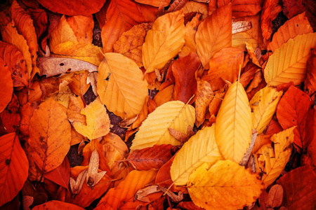 明亮的秋叶在地上。