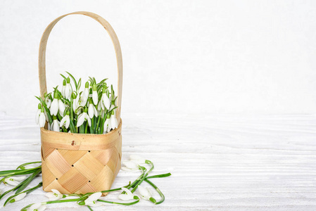 春天雪花莲花在一个柳条篮子在白色木桌与拷贝空间