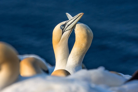 北塘鹅在海岛 Helgoland 繁殖蚁群中的几个