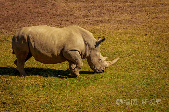 白犀牛在草地上行走照片-正版商用图片11oiou-摄图新视界