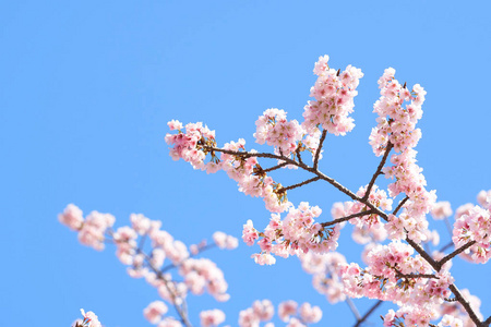 樱花树上的粉红色樱花樱花日本开花樱花。 樱花花是日本花卉的代表。 冬季通行证的主要部分。 我爱每个人。