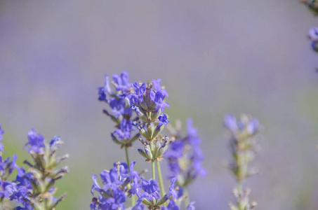美丽的蓝薰衣草，盛开在盛开的普罗旺斯田野里