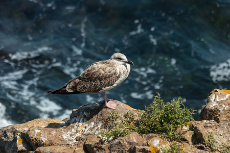 海鸥坐在悬崖边的岩石上。