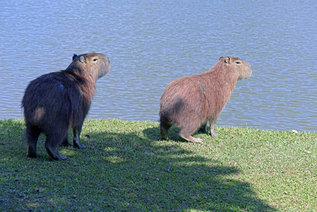 豚, 世界上最大的啮齿动物照片