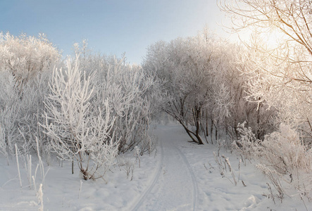 在雪中树木