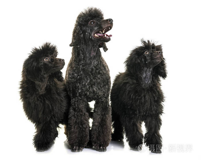小狗和成年棕色贵宾犬