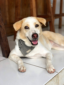 一只白色的狗,一只穿着时髦的带绷带的杂种狗,围着他的脖子躺在咖啡馆