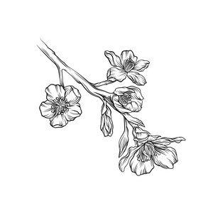 手绘花枝盛开的花枝单色素描, 手绘花卉设计元素矢量插图照片