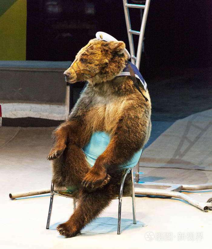 马戏团熊熊表演在马戏团舞台上