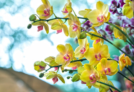 3.这是房子里装饰得最美的兰花,用来帮助亲近大自然的人照片