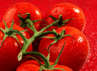 番茄植物的果实图片