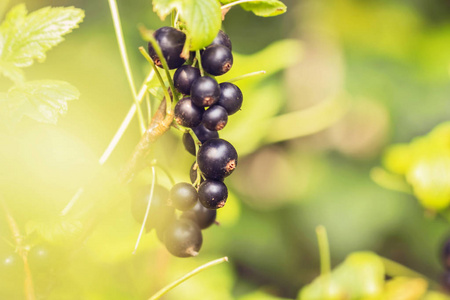 一只黄黑色的甲虫被放在田间花上 与花粉和花蜜一起进餐 特写相似素材图片 摄图新视界