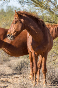 亚利桑那州沙漠盐河附近的一匹野马