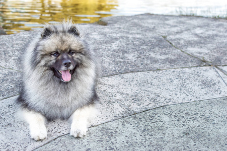 Keeshond 德国 wolfspitz 的狗在夏天晴朗的日子在街上。狗的肖像