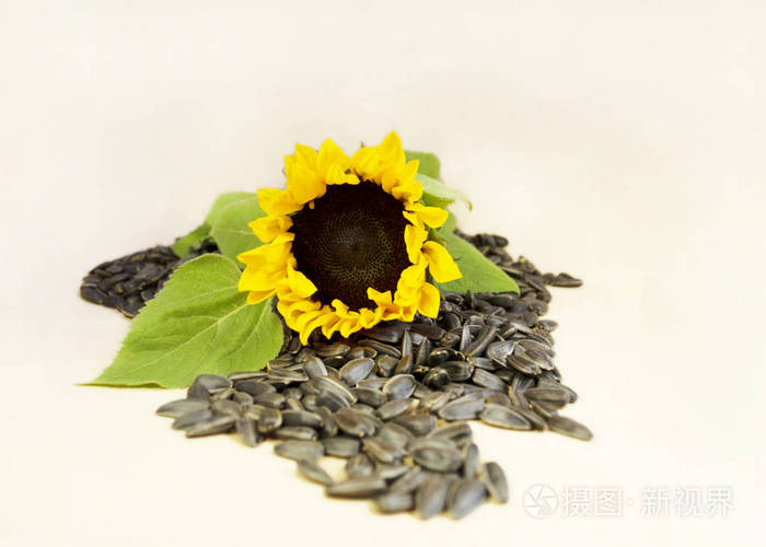 向日葵黄色背景上有种子