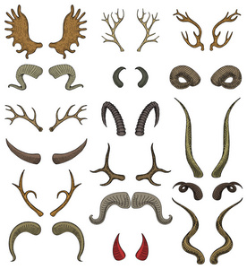 角向量角野生动物和鹿或羚羊鹿角插图套在白色背景下被隔离的驯鹿角质狩猎奖杯