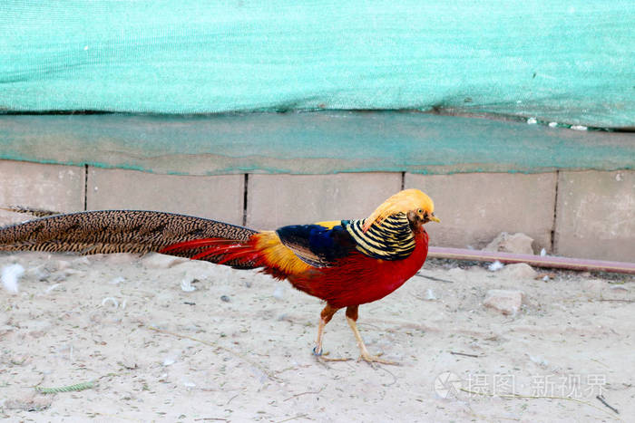 白天在野生动物中特写红孔雀的美丽画面