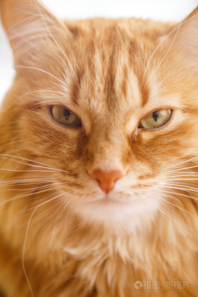 棕猫红公猫姜猫