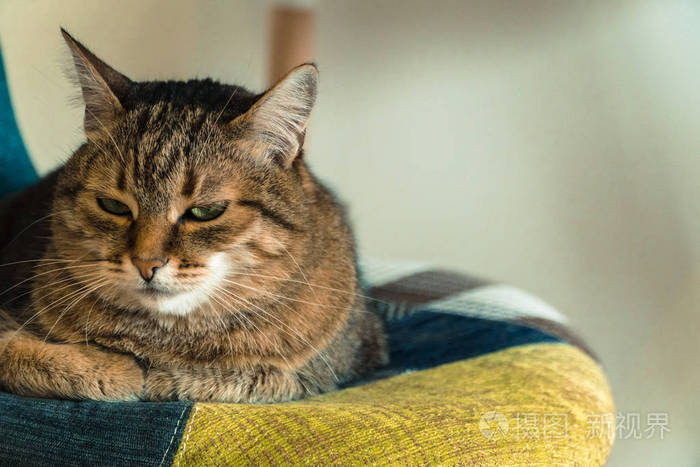 内部.猫坐在椅子上。