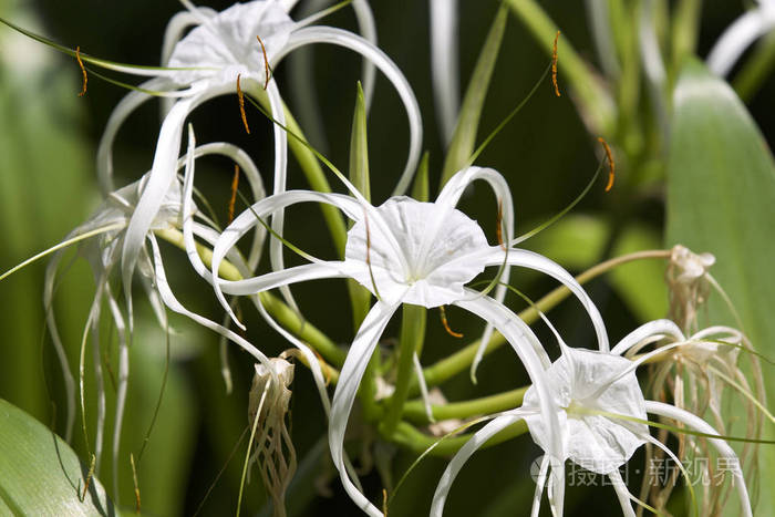 白色热带栽培花花瓣长