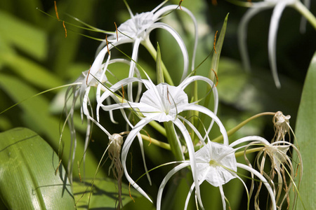 白色热带栽培花, 花瓣长
