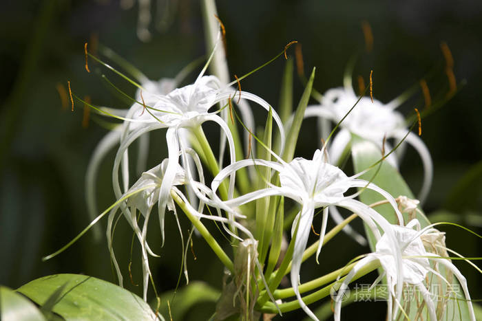 长花瓣的白色热带栽培花缅甸