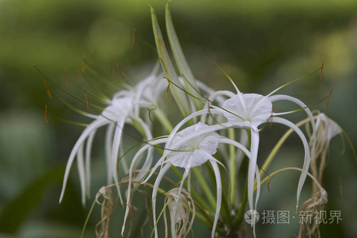 白色热带栽培花花瓣长