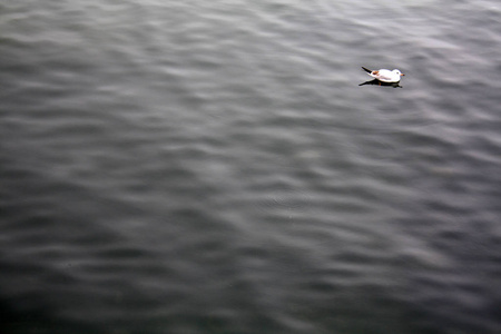 湖上的海鸥。 布雷根兹