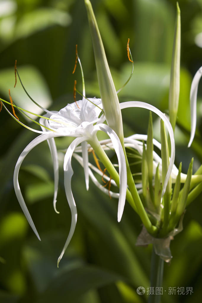 长花瓣的白色热带栽培花缅甸