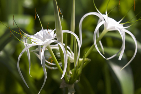长花瓣的白色热带栽培花缅甸图片