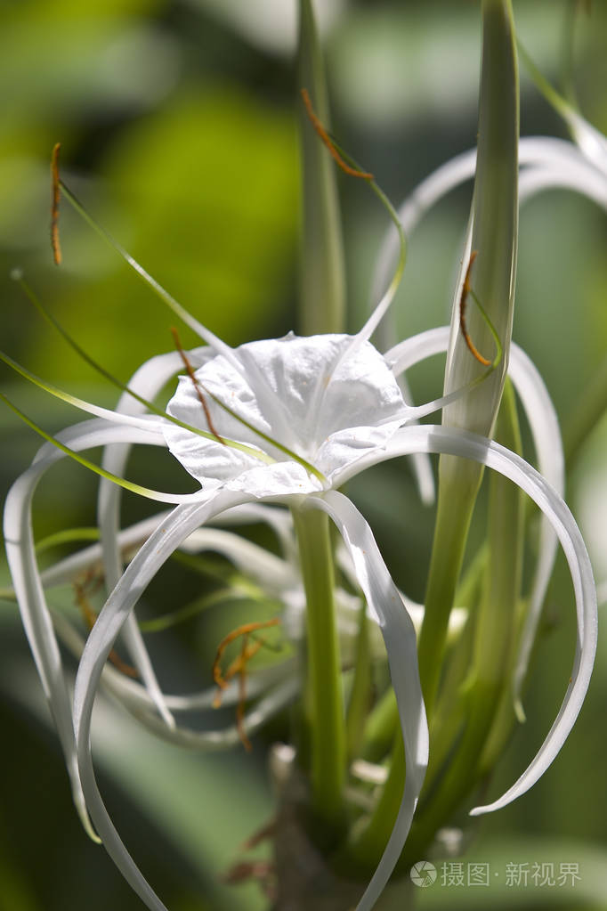 长花瓣的白色热带栽培花缅甸