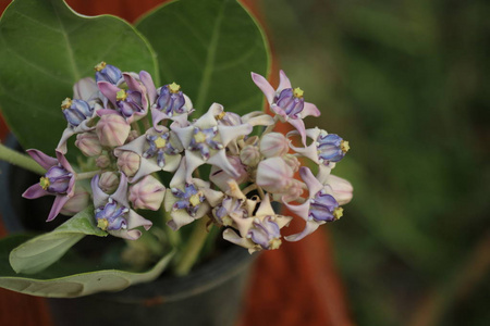 紫色冠花巨型印度马利筋巨型马利筋CalotropisGiganteaL.和荚果种子和花在树上，自然模糊的背景宏观。