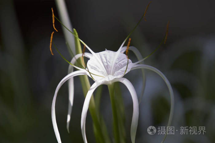 长花瓣的白色热带栽培花缅甸