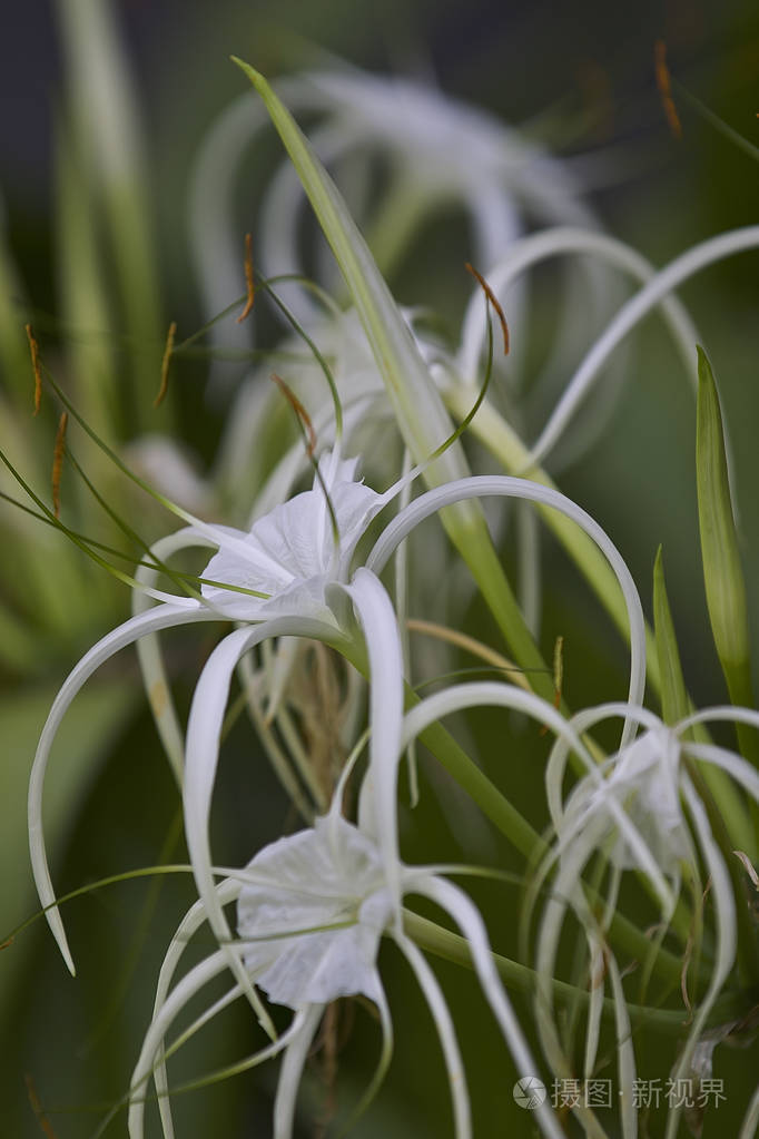 长花瓣的白色热带栽培花缅甸