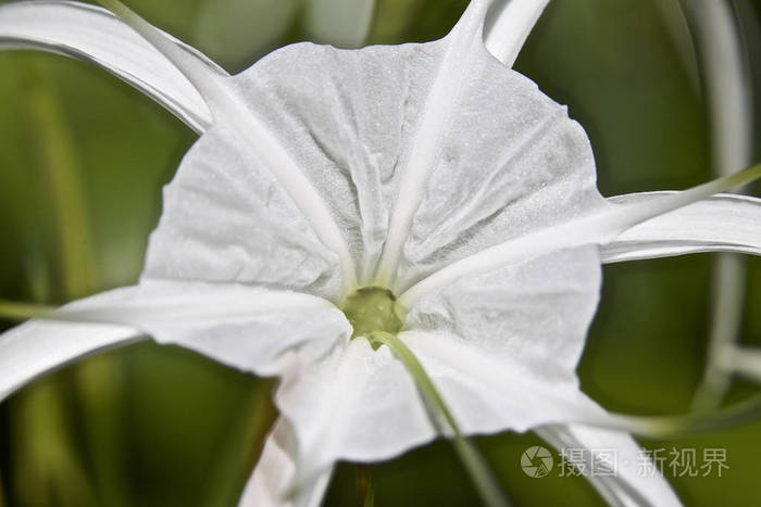 长花瓣的白色热带栽培花缅甸