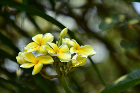 五颜六色的花，梅花。 黄色的花白色的花或白色的花背景