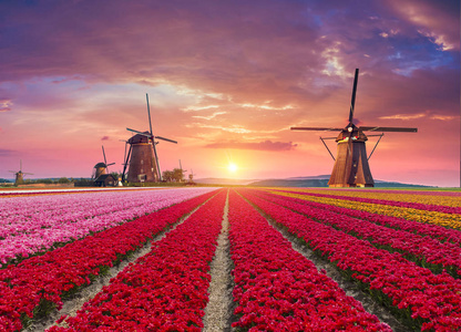 一个典型的风车和郁金香，荷兰农村传统荷兰荷兰荷兰风光